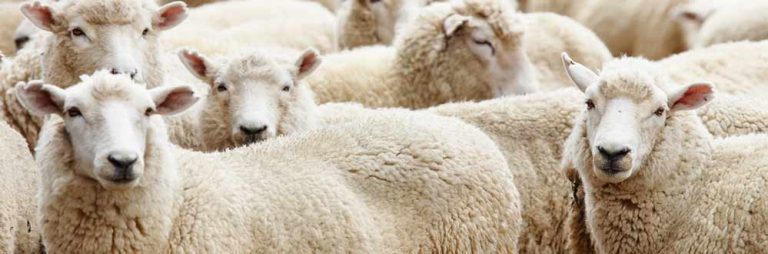 Homepage - Frederick County Sheep Breeders Association